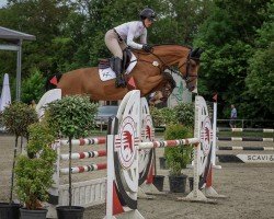 jumper Dialon 7 (Oldenburg show jumper, 2019, from Dia Corrado)