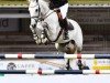 stallion Cubra Libre (Oldenburg, 2011, from Coupe de Coeur 2)