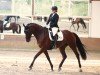 Springpferd Sansibar 149 (Trakehner, 2017, von Icare d'Olympe AA)