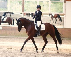 jumper Sansibar 149 (Trakehner, 2017, from Icare d'Olympe AA)