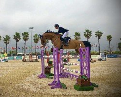 jumper Lysander 130 (Oldenburg show jumper, 2014, from Light On OLD)