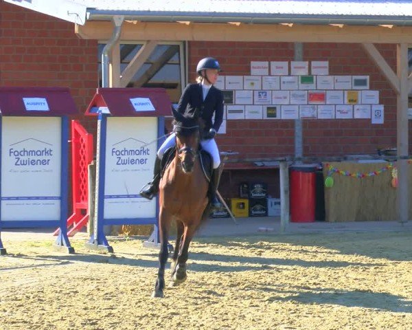 Reitturnier Laer 2024