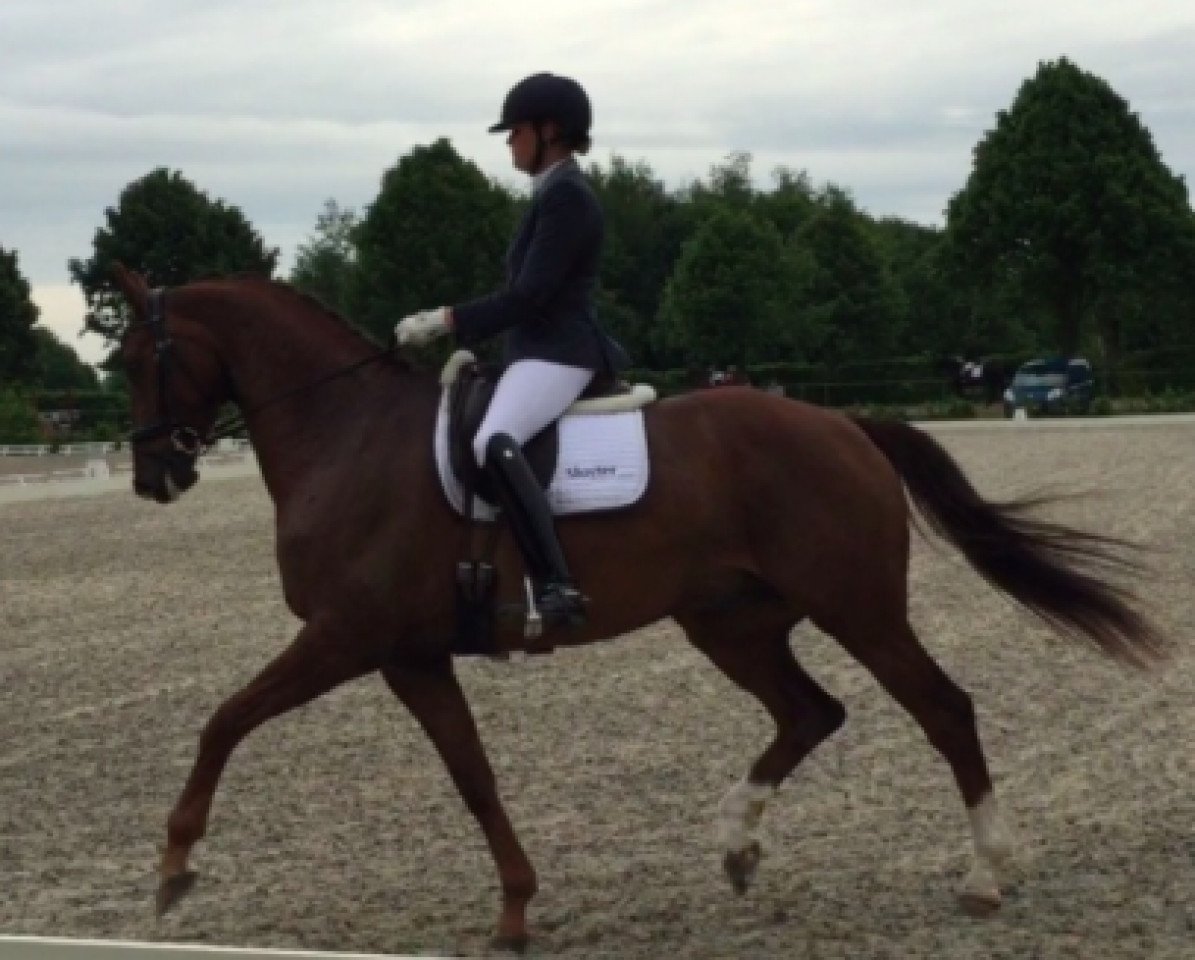 horse Comte du Baccara C (KWPN (Royal Dutch Sporthorse), 2009, from Glock's Johnson Tn)