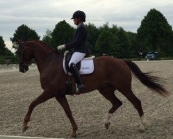 dressage horse Comte du Baccara C (KWPN (Royal Dutch Sporthorse), 2009, from Glock's Johnson Tn)