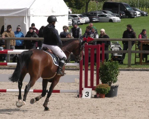 Reitturnier Honsolgen-Buchloe/Schw. 2024