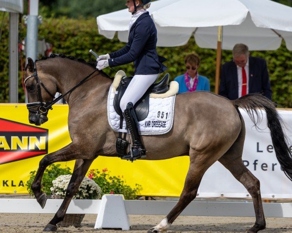 dressage horse Dark Ghost (German Riding Pony, 2020, from Dating At NRW)