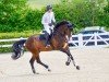 jumper Carlos Se (Oldenburg show jumper, 2016, from Cachassini)