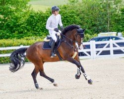 jumper Carlos Se (Oldenburg show jumper, 2016, from Cachassini)