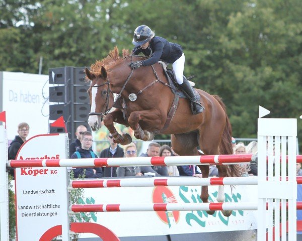 jumper Alaskin (German Sport Horse, 2009)