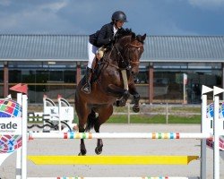 jumper Clarina 13 (German Sport Horse, 2015, from Casiro I)