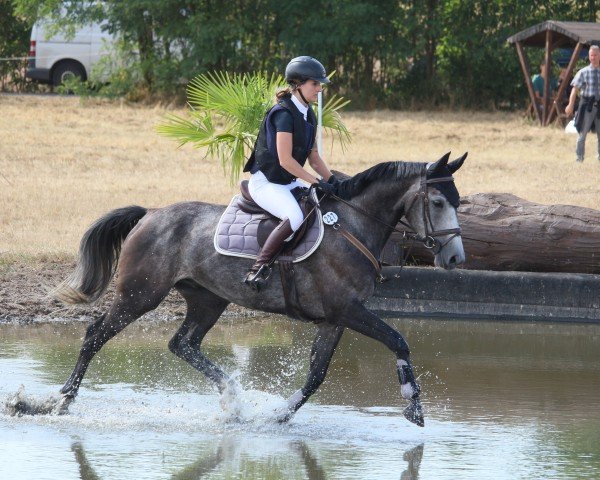 Springpferd Condino T (Brandenburger, 2019, von Conturio)