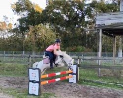 dressage horse Wicky (Pony ohne Rassebezeichnung, 2007, from Unbekannt PONY)