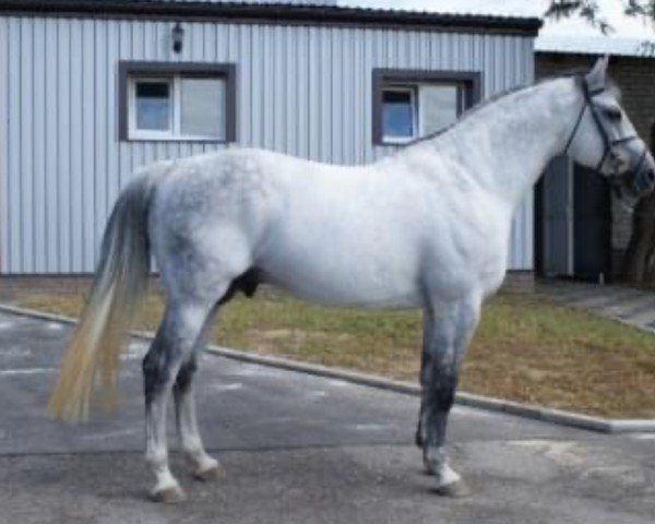 Pferd Cortes C (Belgisches Warmblut, 2002, von Clinton)