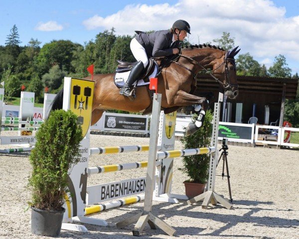 jumper Cookie 167 (Oldenburg show jumper, 2019, from Tiefenhofs Cacun)