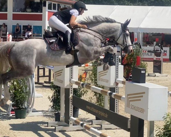 jumper Attack van't Koningshof (Zangersheide riding horse, 2017, from Aganix du Seigneur)