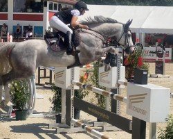 jumper Attack van't Koningshof (Zangersheide riding horse, 2017, from Aganix du Seigneur)