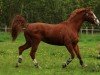 Springpferd Fly Boy (Westfale, 2005, von For Pleasure)