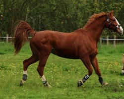 dressage horse Fly Boy (Westfale, 2005, from For Pleasure)