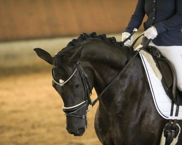 dressage horse Valentine K (Westphalian, 2019, from Vitalis)