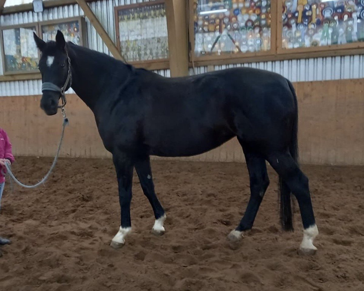 Dressurpferd Dark Present 2 (Hannoveraner, 2011, von Don Frederico)