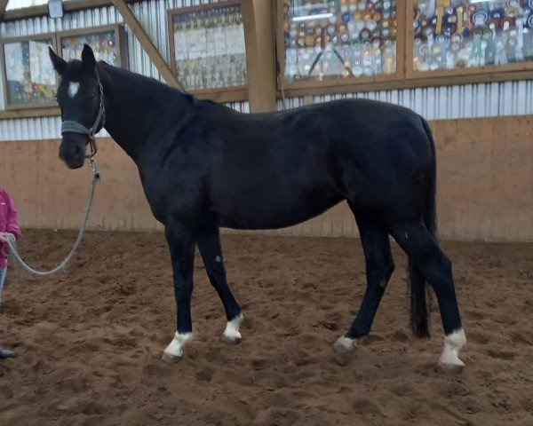 dressage horse Dark Present 2 (Hanoverian, 2011, from Don Frederico)