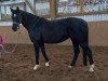 dressage horse Dark Present 2 (Hanoverian, 2011, from Don Frederico)