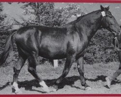 stallion Golfglanz Mo 995 (Heavy Warmblood, 1950, from Golfstrom Mo 164)