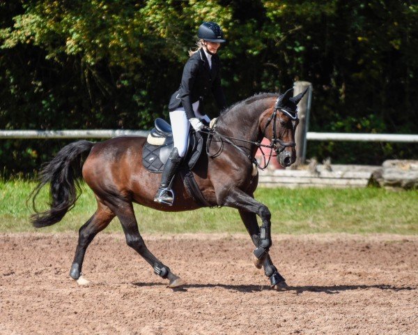 broodmare Donna Valentina (Hanoverian, 2005, from Diamond Hit)