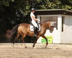 dressage horse Xalio Momo (Pony without race description, 2017, from Chateau 34)