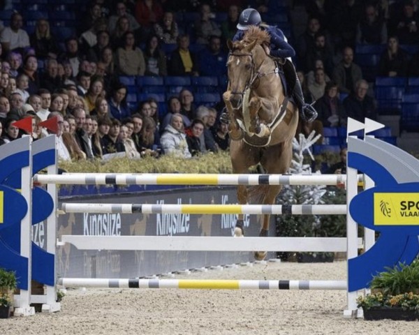 jumper Saido vd Koutermolen Z (Zangersheide riding horse, 2013, from Skill Z)