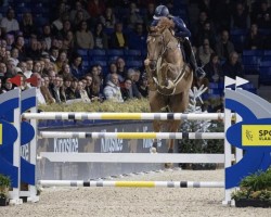 Springpferd Saido vd Koutermolen Z (Zangersheide Reitpferd, 2013, von Skill Z)