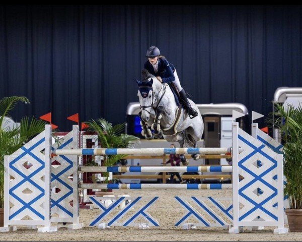 jumper Qing of Diamonds Vdb (Belgian Warmblood, 2016, from Elvis Ter Putte)