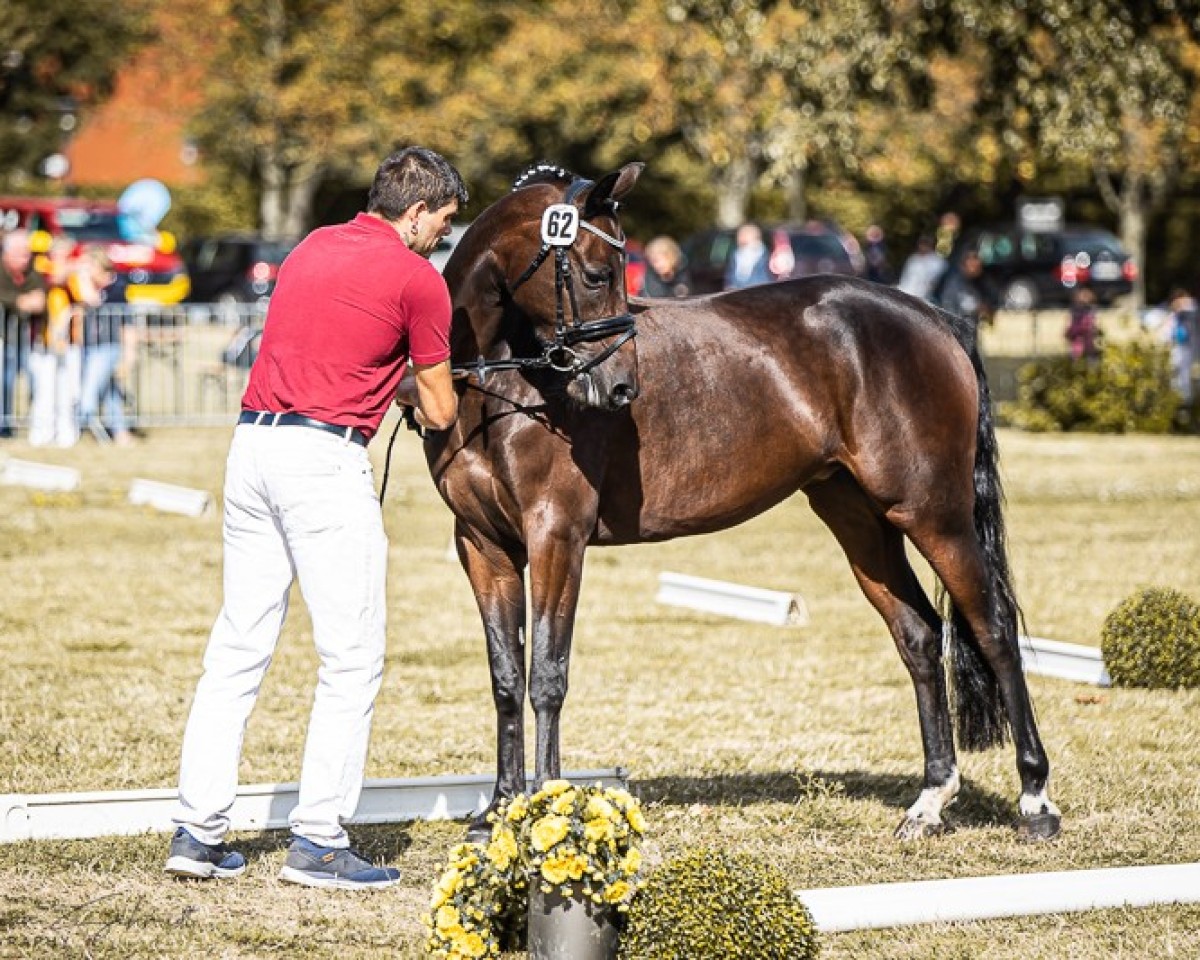 Zuchtstute Holly Golightly (Deutsches Reitpony, 2020, von Dance Star AT NRW)