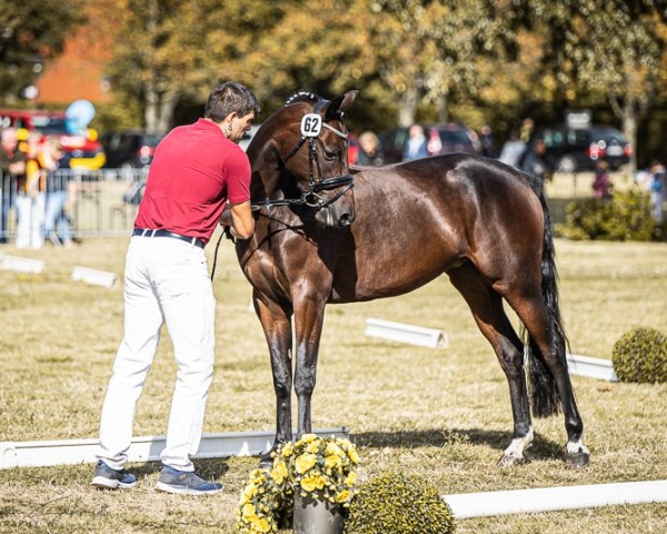 broodmare Holly Golightly (German Riding Pony, 2020, from Dance Star AT)