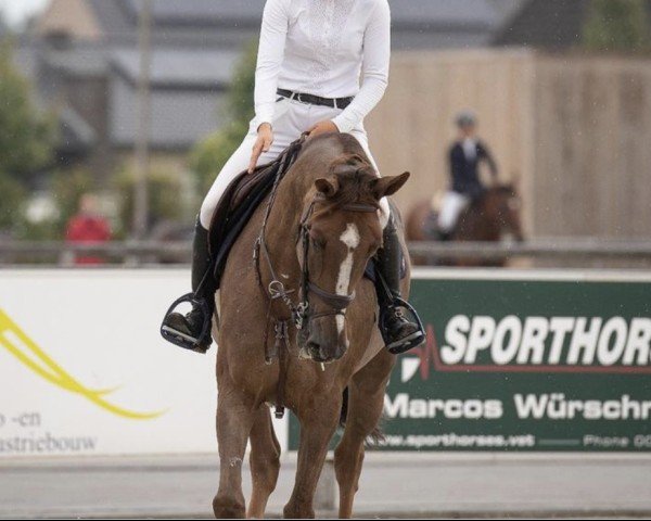 jumper Amalia Z (Zangersheide riding horse, 2015, from Aganix du Seigneur)