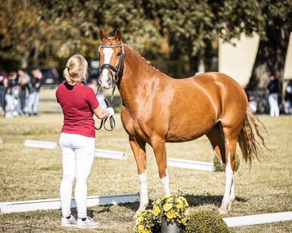 broodmare H-S Lady Charming (German Riding Pony, 2020, from Crown Charm of Royal)