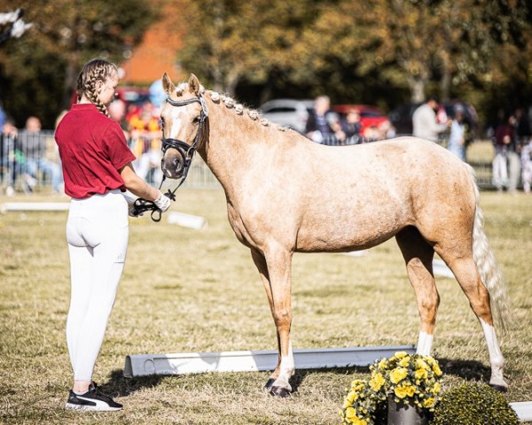 dressage horse Dream of Life HLH (German Riding Pony, 2021, from My Dragonheart JK)