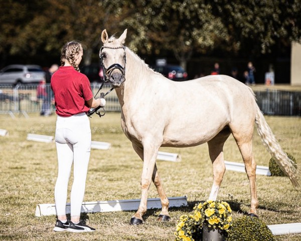 broodmare Dreamline F (German Riding Pony, 2020, from Dating At NRW)