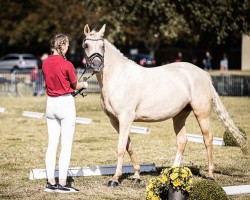 Zuchtstute Dreamline F (Deutsches Reitpony, 2020, von Dating AT NRW)