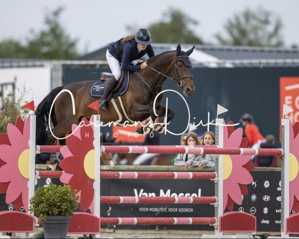 jumper Orchidee II Van de tombeele (Belgian Warmblood, 2014, from I'm Special de Muze)