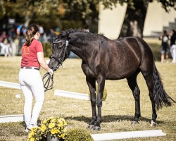 dressage horse Leah (German Riding Pony, 2021, from Nomax)