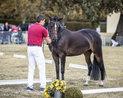 dressage horse Ballerina von der Börde (German Riding Pony, 2021, from Neverland WE)