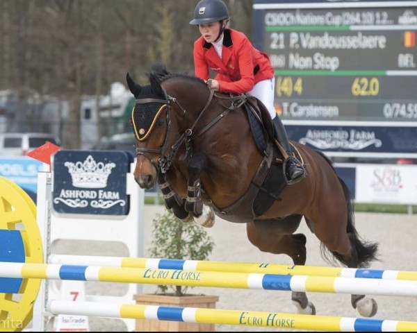 jumper Non Stop (Oldenburg show jumper, 2008, from Nintender)