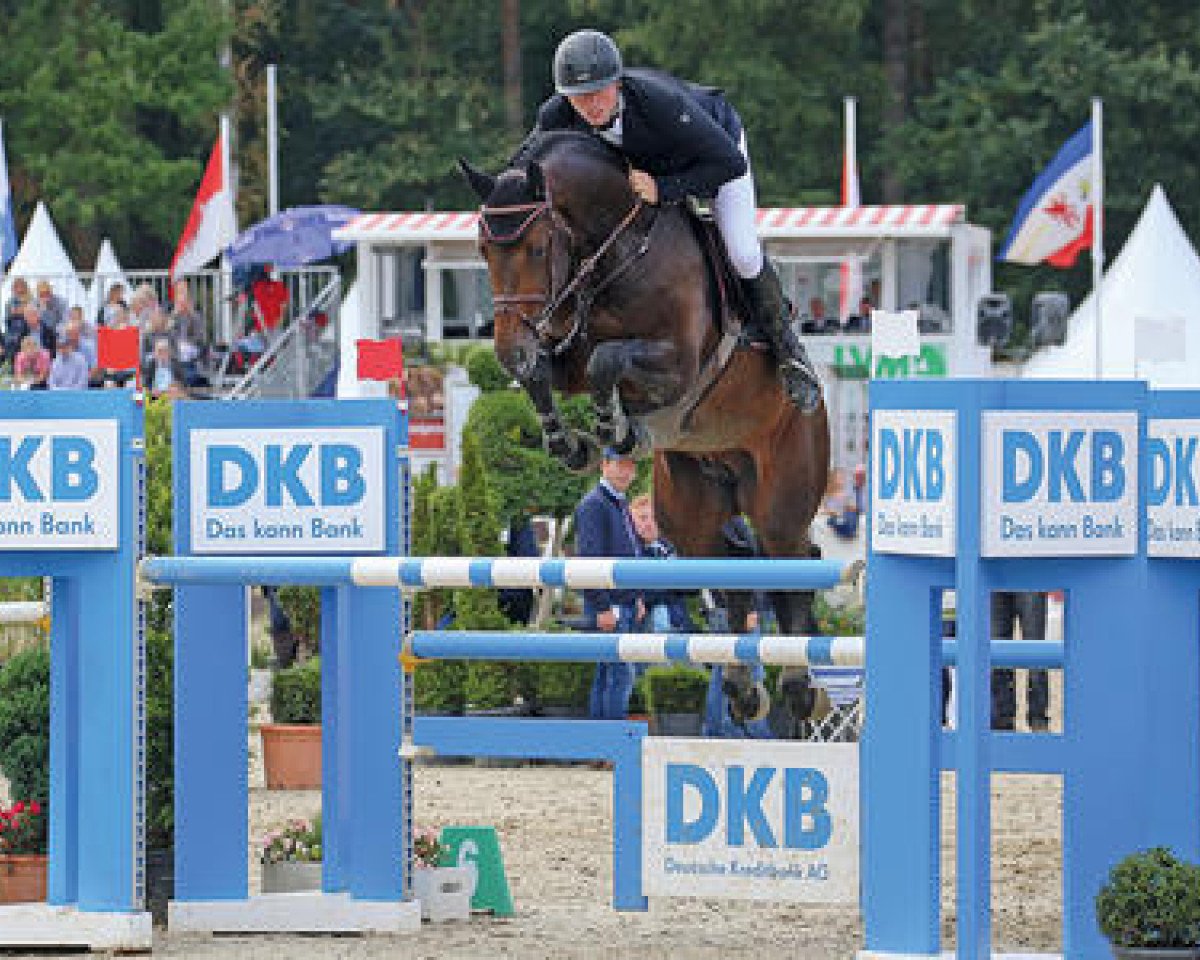 Deckhengst Campitello (Oldenburger Springpferd, 2011, von Cador 5)