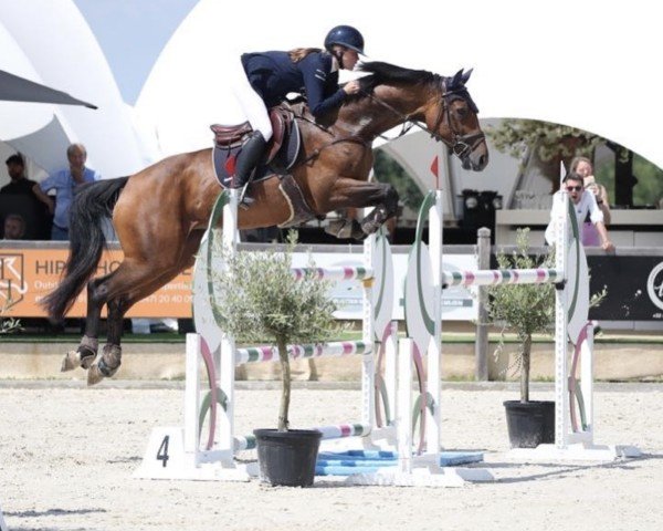 jumper Cassandra vd Koutermolen Z (Zangersheide riding horse, 2013, from Cascor Z)