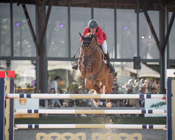 stallion Oscar The Homage (Belgian Warmblood, 2014, from Quint Vh Maarlo Z)