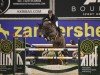 jumper Totality Z (Zangersheide riding horse, 2012, from Toulon)