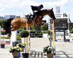 jumper Je M'En Fou (Belgian Warmblood, 2009, from Pkz Contact van de Heffinck)