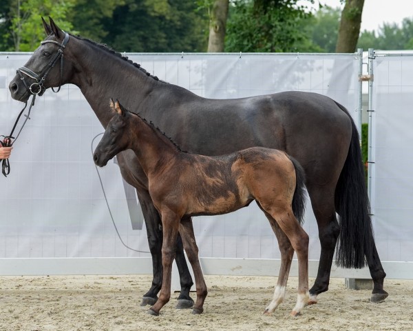 foal by Belana Eclair LM (Westphalian, 2024, from Be my Dancer)