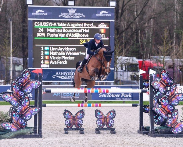 Zuchtstute Pusha van D'Abdijhoeve (Belgisches Warmblut, 2015, von VDL Groep Jos van D'Abdijhoeve)